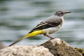 Grey Wagtail