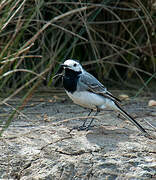 White Wagtail