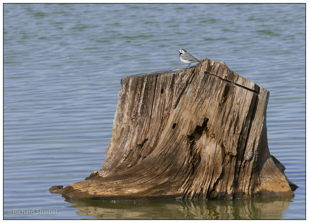 White Wagtail