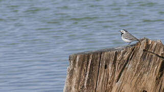 White Wagtail