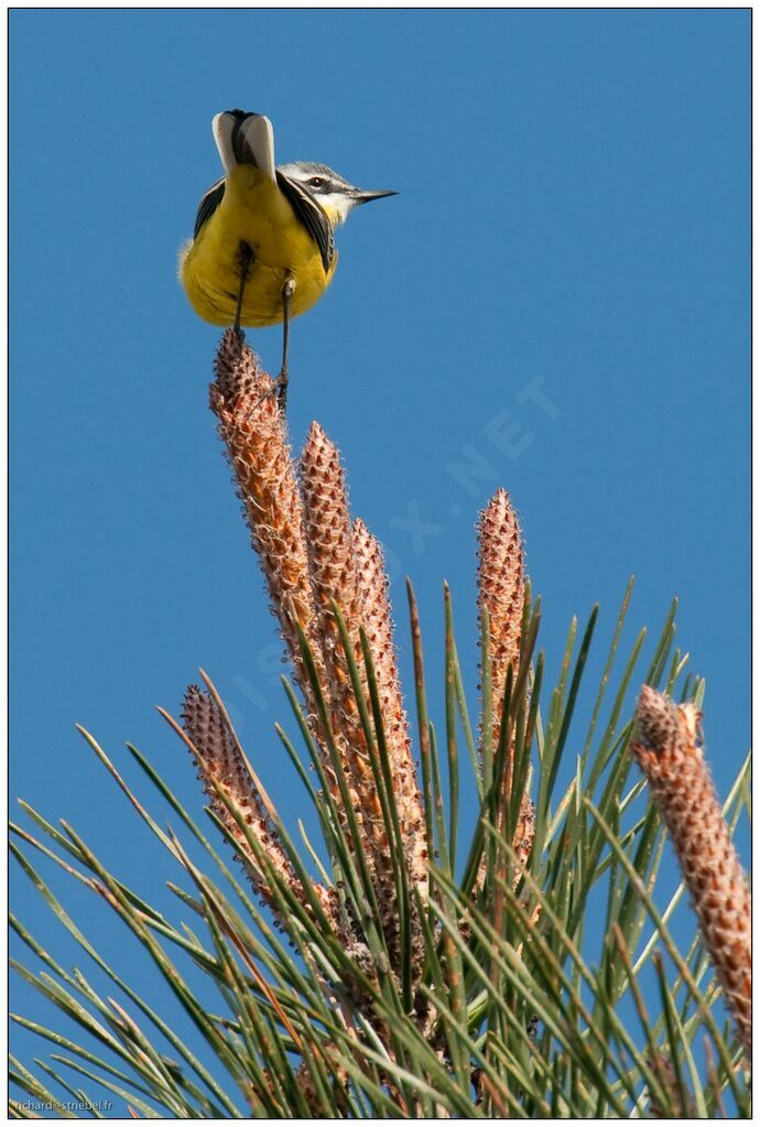 Western Yellow Wagtail