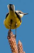 Western Yellow Wagtail