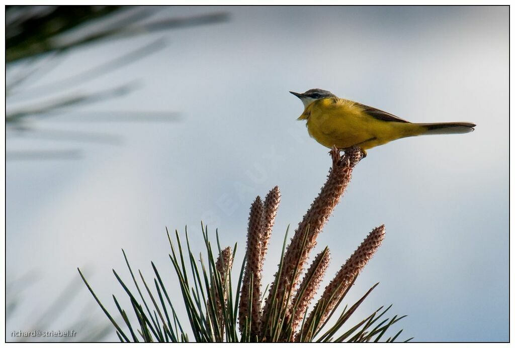 Western Yellow Wagtail