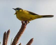 Western Yellow Wagtail