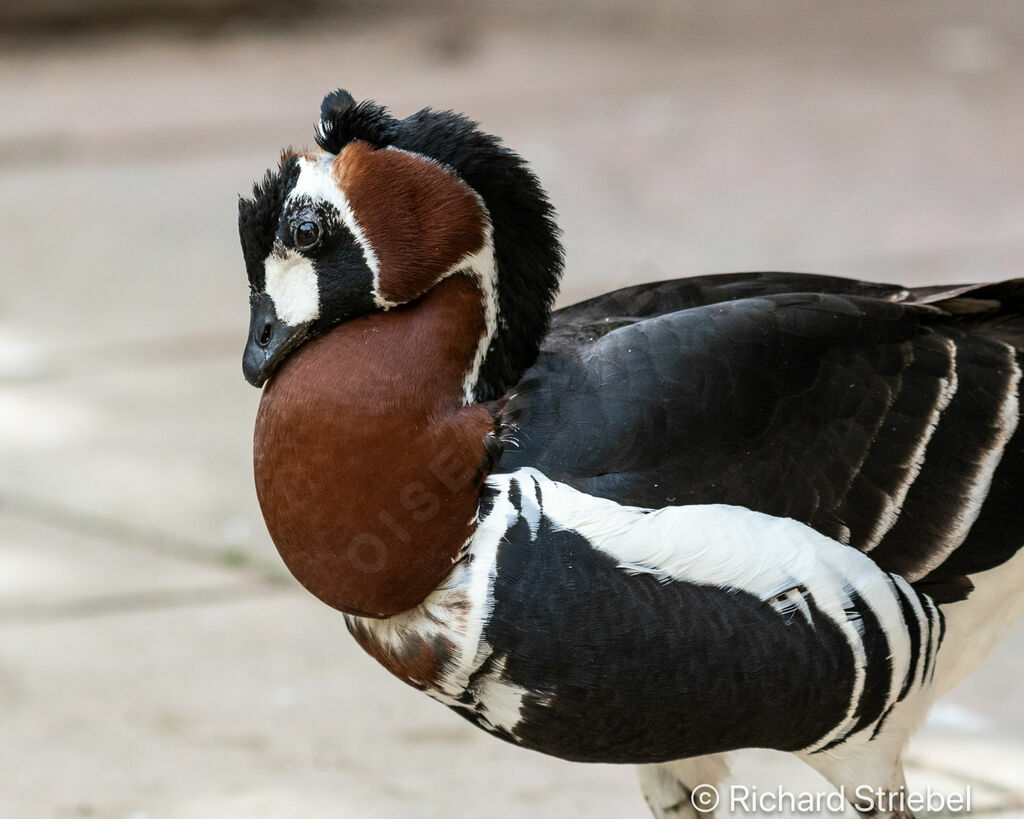 Red-breasted Goose