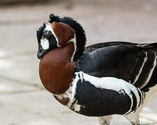 Red-breasted Goose