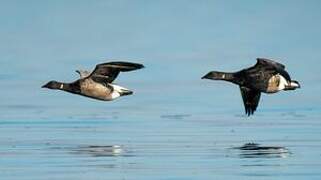 Brant Goose