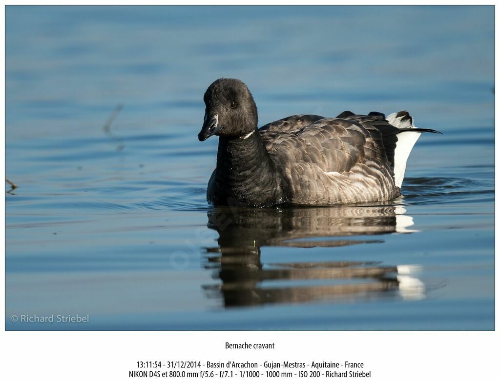 Brant Goose