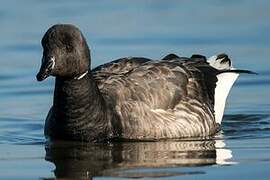 Brant Goose