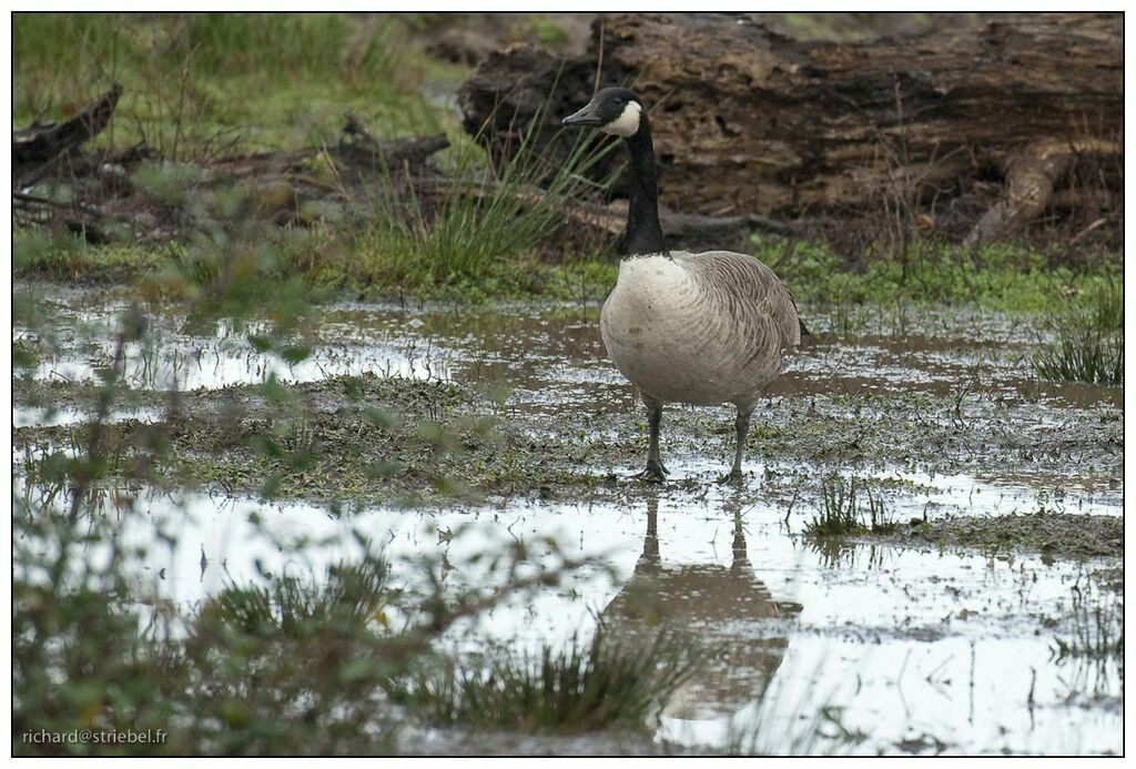 Canada Goose