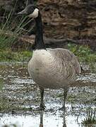 Canada Goose