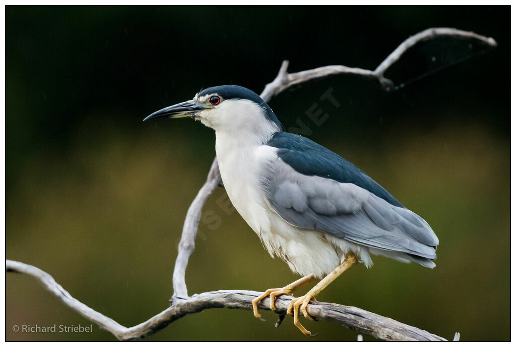 Black-crowned Night Heron