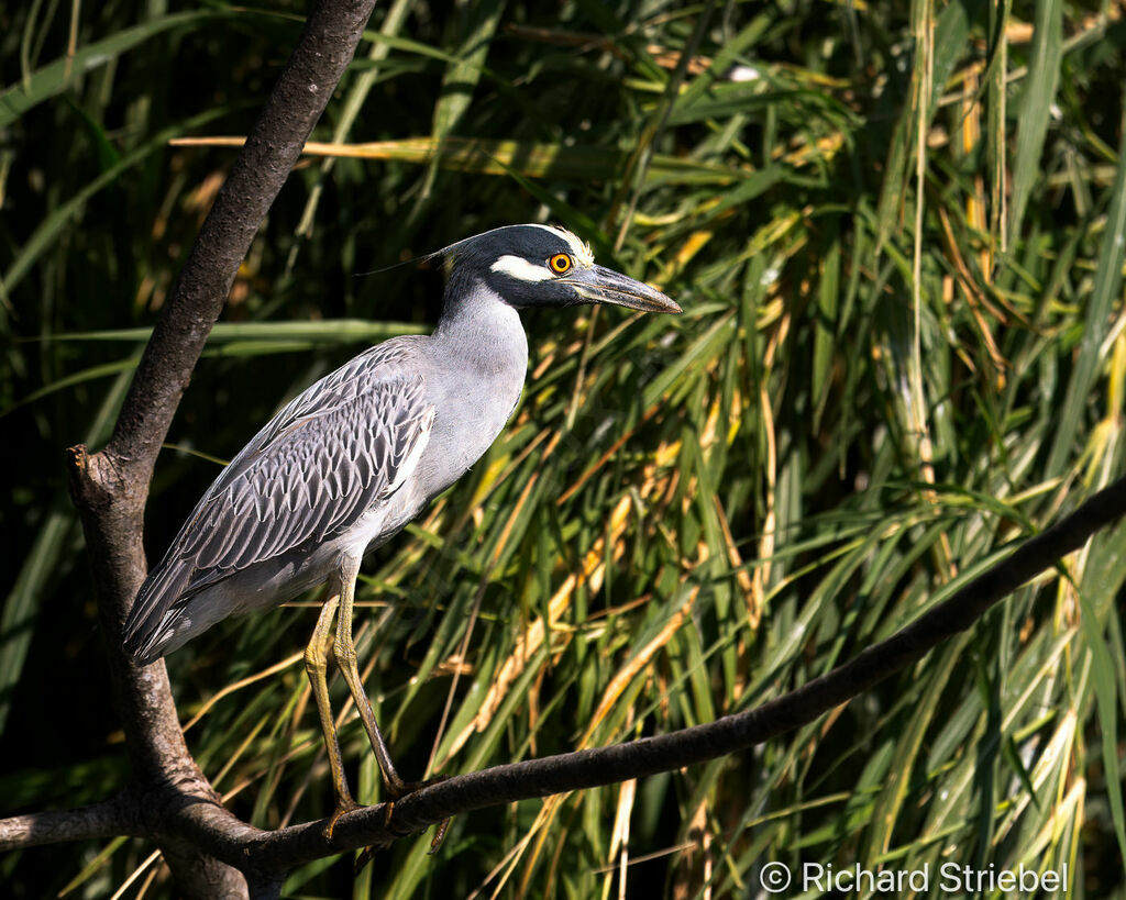 Yellow-crowned Night Heron