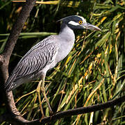 Yellow-crowned Night Heron