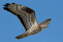 European Honey Buzzard