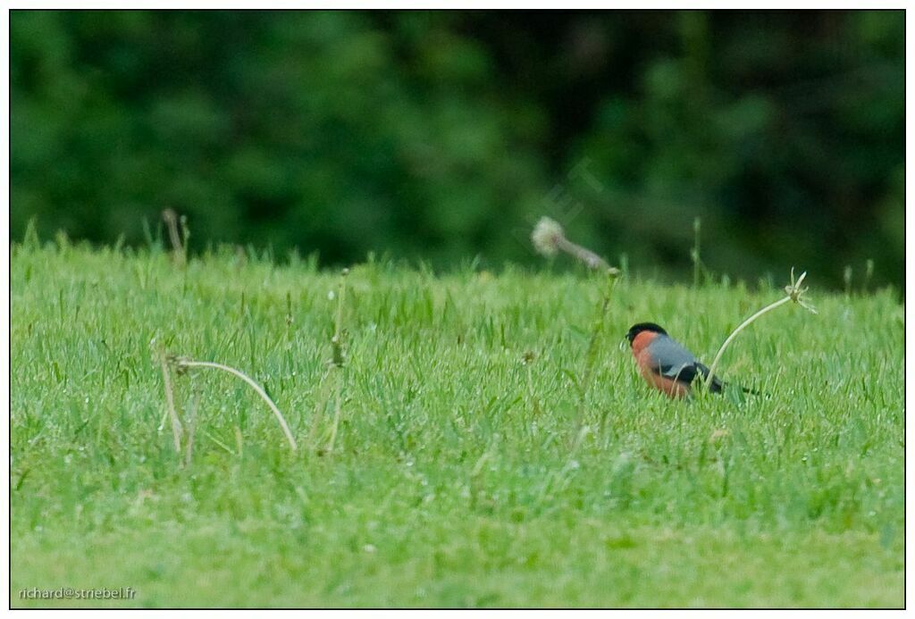 Eurasian Bullfinch, feeding habits