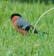 Eurasian Bullfinch