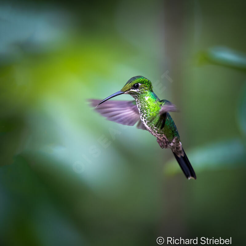 Green-crowned Brilliant female adult