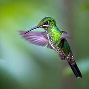 Green-crowned Brilliant