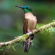 Fawn-breasted Brilliant