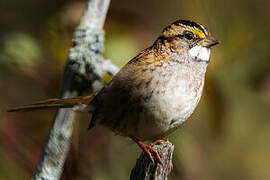 White-throated Sparrow