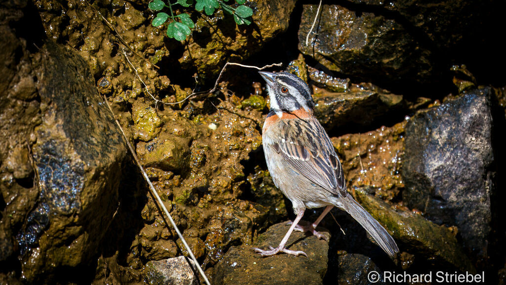 Rufous-collared Sparrow