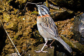 Rufous-collared Sparrow