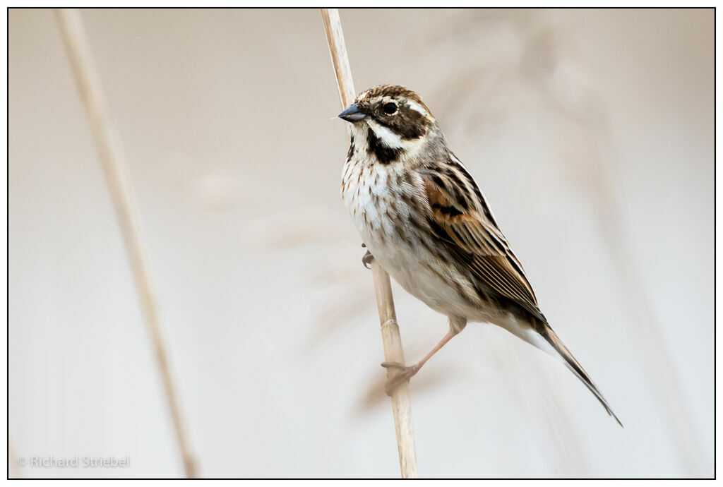 Bruant des roseaux, identification