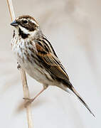 Common Reed Bunting