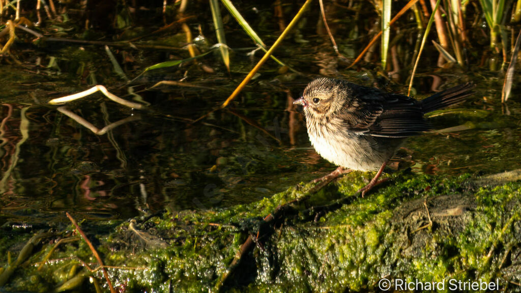 Chipping Sparrow