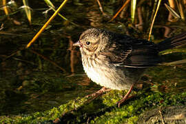 Chipping Sparrow