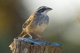 Stripe-headed Sparrow