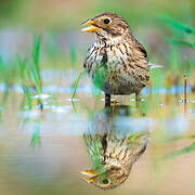 Corn Bunting