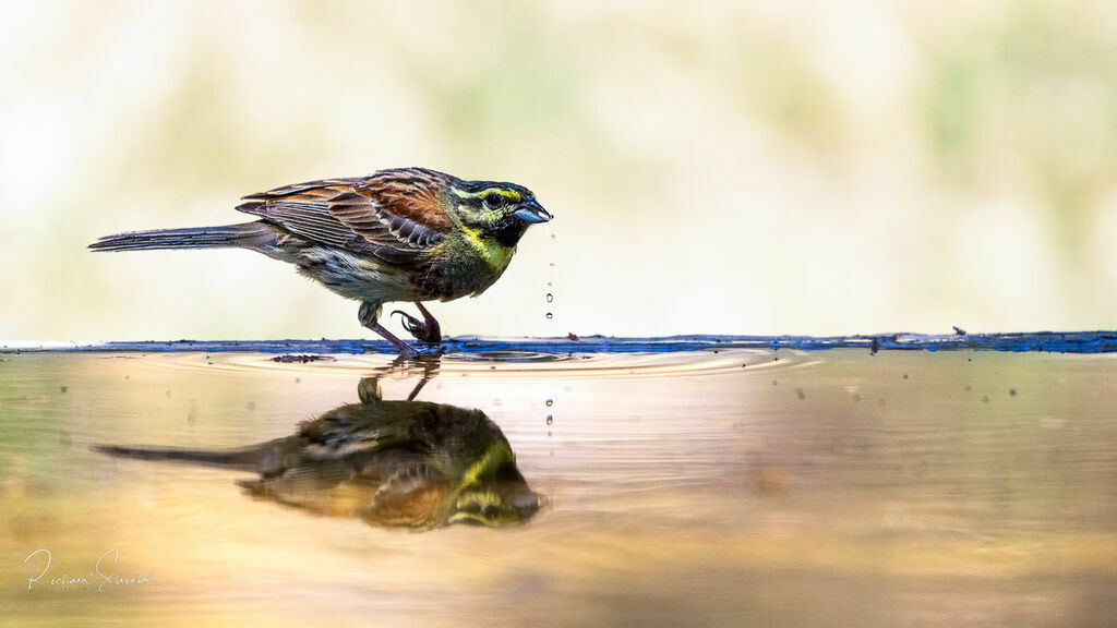 Cirl Bunting, drinks