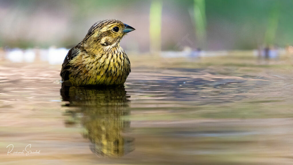 Cirl Bunting, drinks