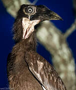 Southern Ground Hornbill