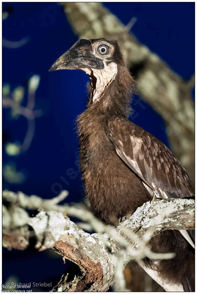 Southern Ground Hornbilljuvenile, close-up portrait