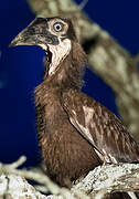 Southern Ground Hornbill