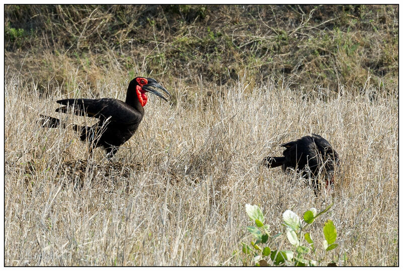 Southern Ground Hornbill adult
