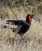 Southern Ground Hornbill