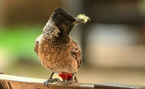 Red-vented Bulbul