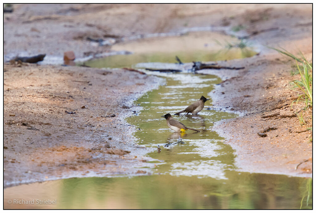 Dark-capped Bulbul