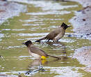 Bulbul tricolore