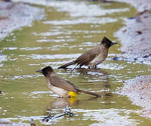 Bulbul tricolore