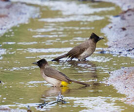 Bulbul tricolore