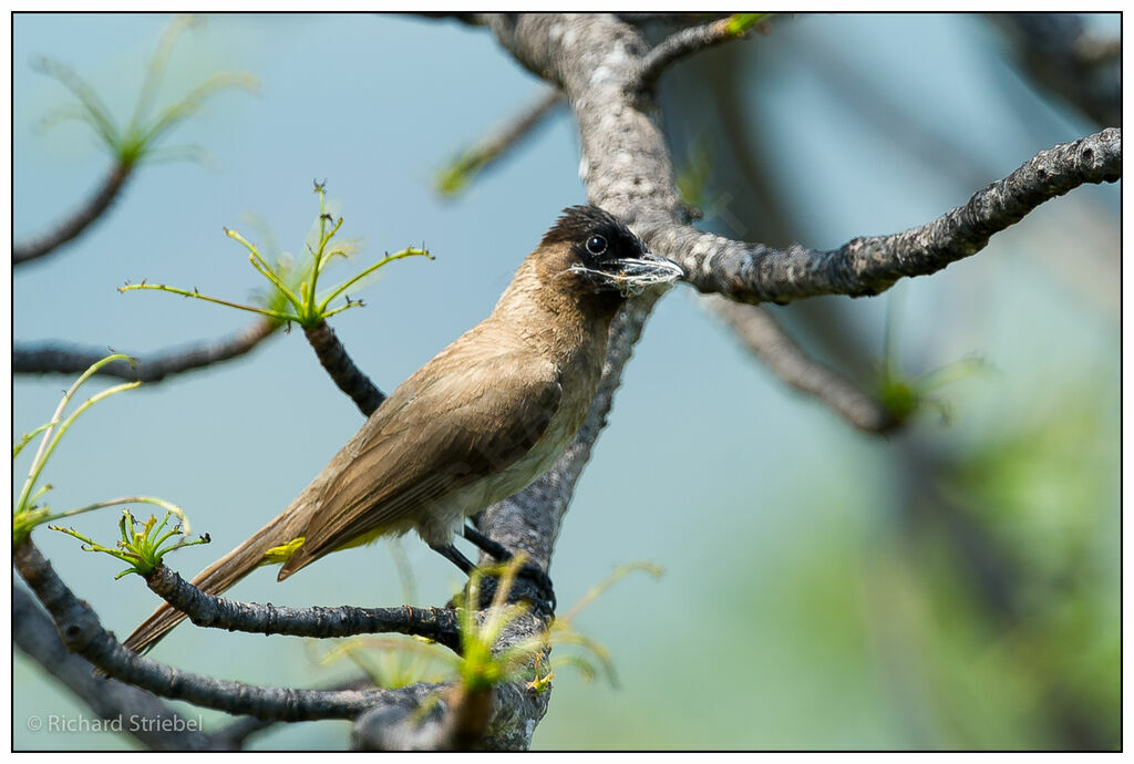 Dark-capped Bulbul