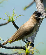 Dark-capped Bulbul