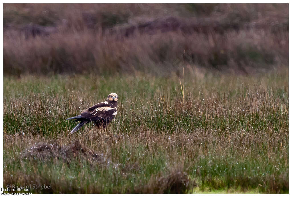 Western Marsh Harrier female juvenile, identification