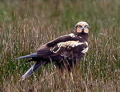 Western Marsh Harrier