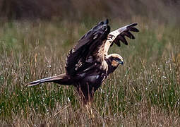 Western Marsh Harrier